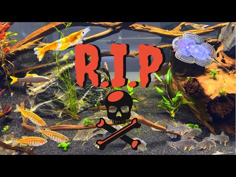 DISASTER in the 400 GALLON Community Aquarium | Dead Fish