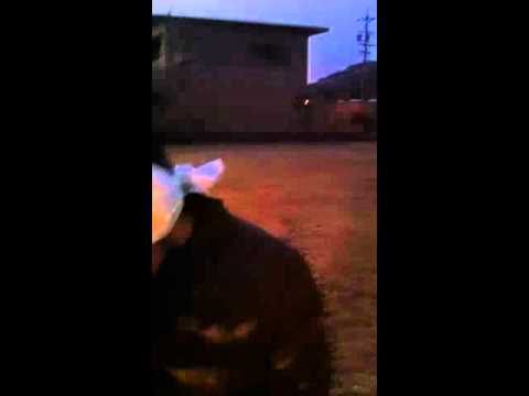 Sons estranhos no céu do japão