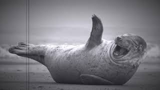 i&#39;m in heaven when you smile - thewisegoldfish vs the beta band feat. snoop dog &amp; friends