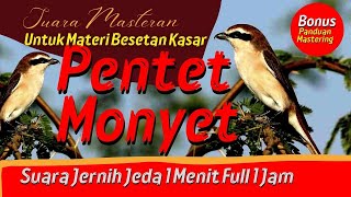 Download lagu Masteran Pentet Monyet jernih materi besetan kasar dan rapat mp3 Download lagu Masteran Pentet Monyet jernih materi besetan kasar dan rapat mp3