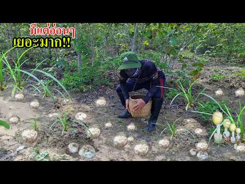 So many!! I&rsquo;ve never found this many before. Climbed a new mountain and the puffball mushrooms ar...