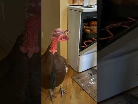 video//espero les guste💞//meme [F por ignacio (el pavo xd)]