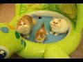 Kitty Pool Party : Meet Exotic Shorthair kitten Pancake ...