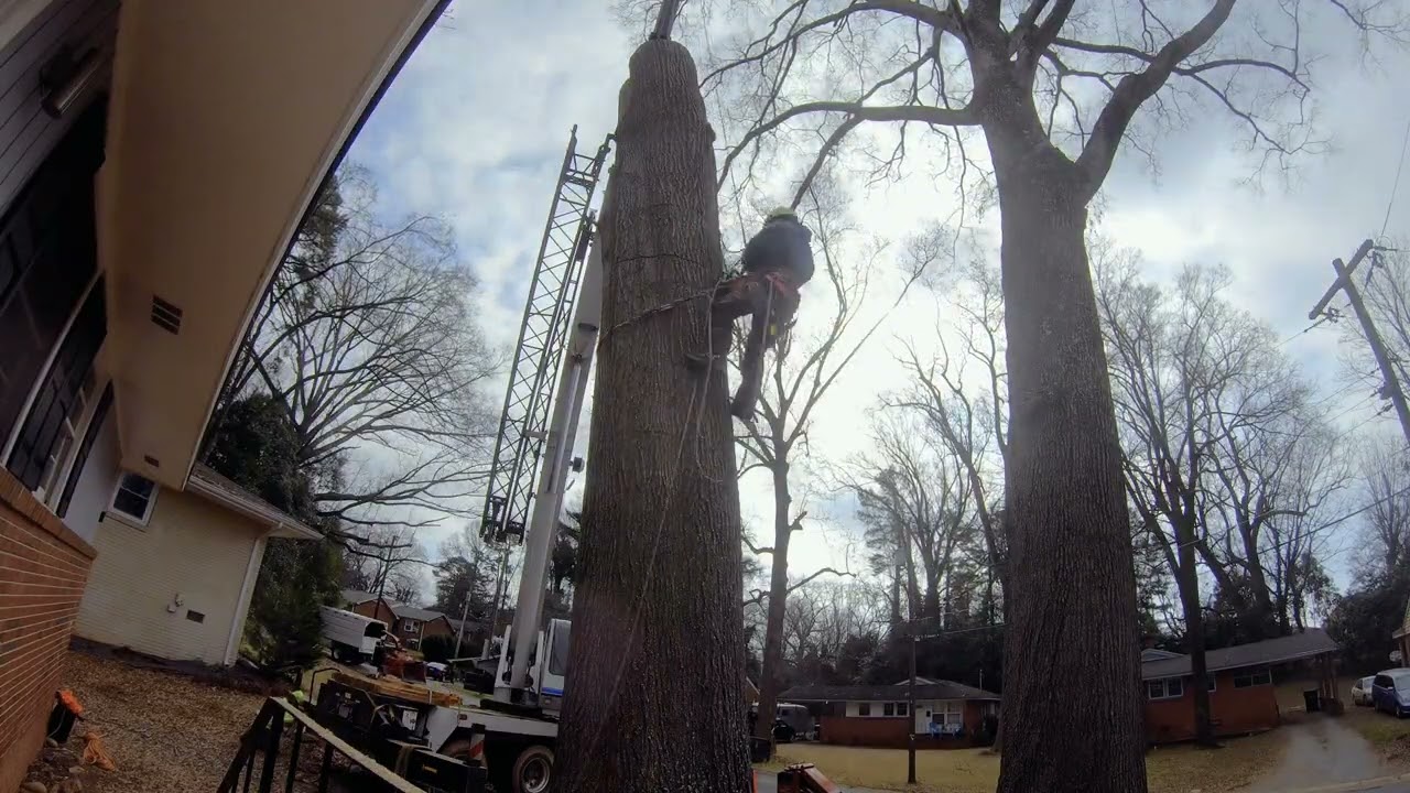 Integrity Tree Care Video