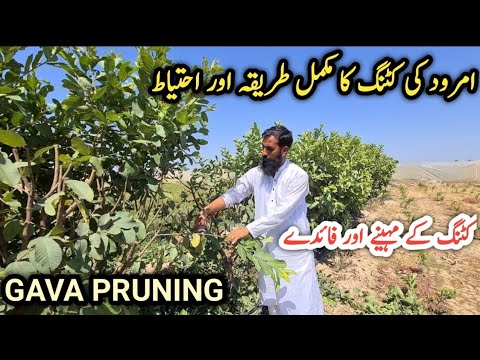 Guava (Amrood) tree pruning , fertilizer and other tips |How and when to cut guava tree |IR FARM