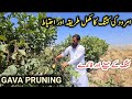 Guava Amrood Tree Pruning Fertilizer And Other Tips How And When To Cut Guava Tree IR FARM
