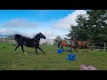 Mare Origin Recorded For sale 2018 Black