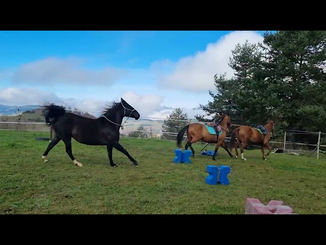 Mare Origin Recorded For sale 2018 Black