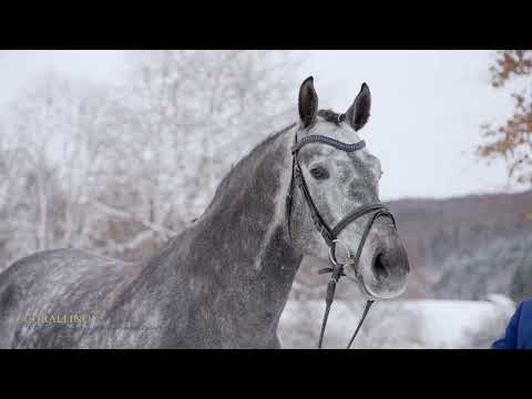 Corallino v. Cornet Obolensky - Diamant de Semilly - Cassini I