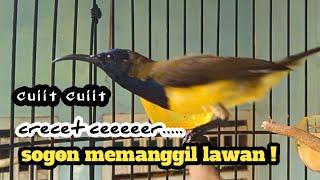Download lagu cuiit cuiit crecet cerrrrrr,,,,PANCINGAN AMPUH SOGON BAHAN AGAR CEPAT BUNYI - (di jamin nyaut) mp3