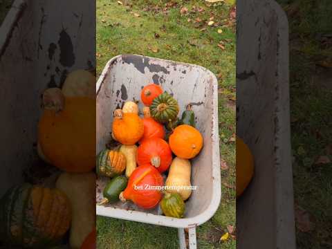 Permakultur-Kürbis: 1 Monat zu spät für Halloween?