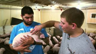 VetsOnCall - Pig epidemic spurs farmer&#39;s son to be vet