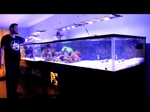 REEF TANK ADDICTION Season 2 Episode 2 ( 410 Gallon 16 feet long All in One Reef ) PILOT