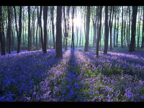 Talib al Habib Collection - Beloved Nabi- Songs of Innocence Album