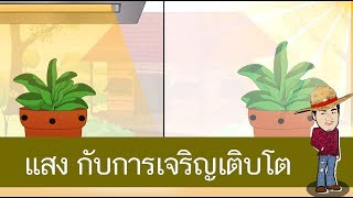 สื่อการเรียนการสอน แสงมีผลต่อการเจริญเติบโตของพืช ป.4 ภาษาไทย