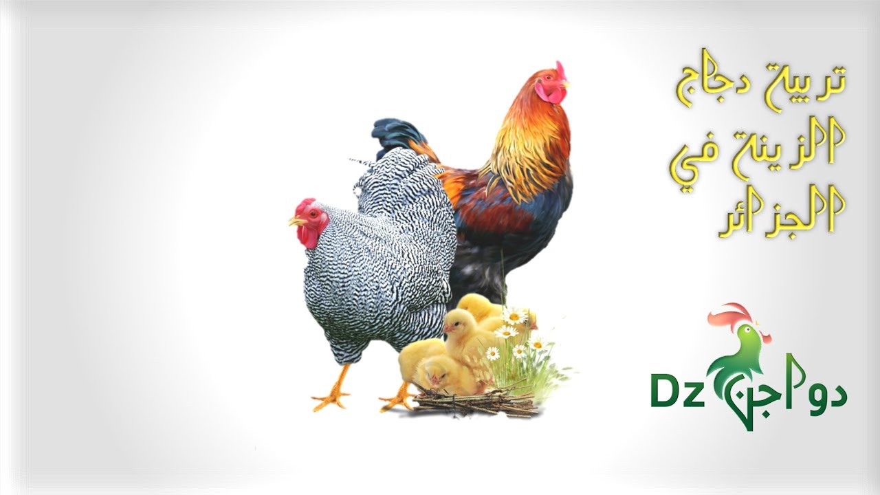 مزرعة دواجن DZ في الجزائر توفر لكم :