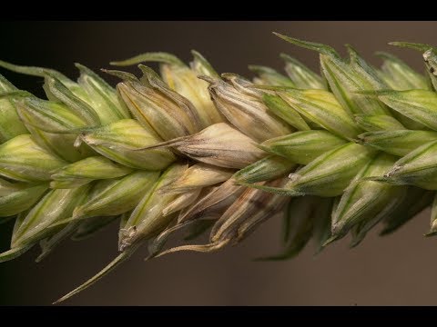 91. Feldexkursion: Weizen schiebt die Ähre - NU Agrar, 23.05.2018