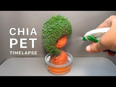Growing Chia Seeds On Head Planter - Time Lapse - Chia Pet #1