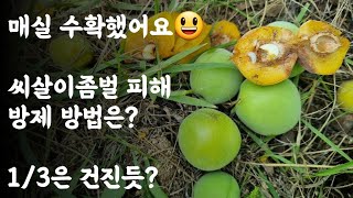 매실 씨살이좀벌 피해, 방제방법은? 매실 수확했어요 