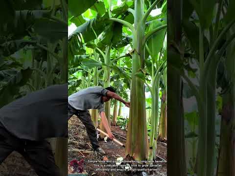 Banana Growing Techniques || Remove Excess Plants