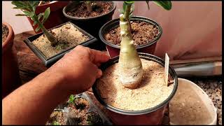 Resultado da rosa do deserto que estava feia  . Milagre da areia @Rosa do deserto Claudison Silva