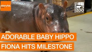 Adorable Baby Hippo Fiona Hits Milestone