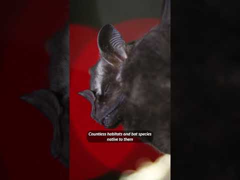 Why could the next pandemic emerge in Brazil?