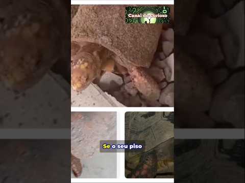 O JABUTI QUE DESAFIOU A CIÊNCIA: 10 ANOS SOB O PISO!