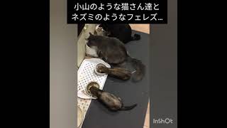 みんなで仲良くごはん❤