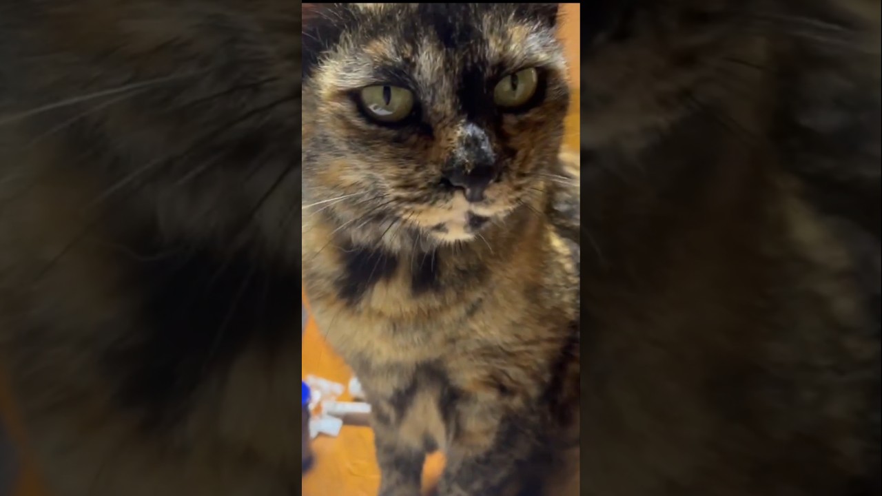 勉強の邪魔をする実家の猫  #shorts  #猫