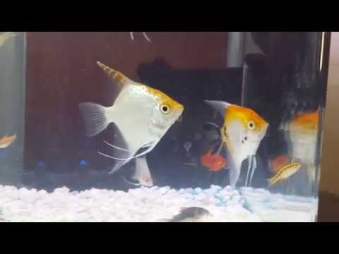 Tropical fish 4K Ultra HD Recording