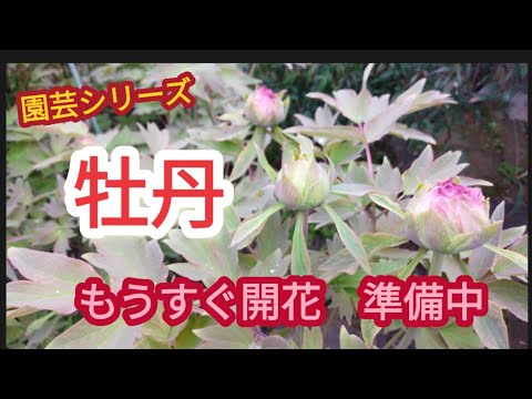 牡丹の花が咲かないのはなぜですか? 開花を促進する肥料は何ですか?