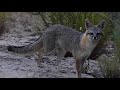 Gray fox and vocalizations