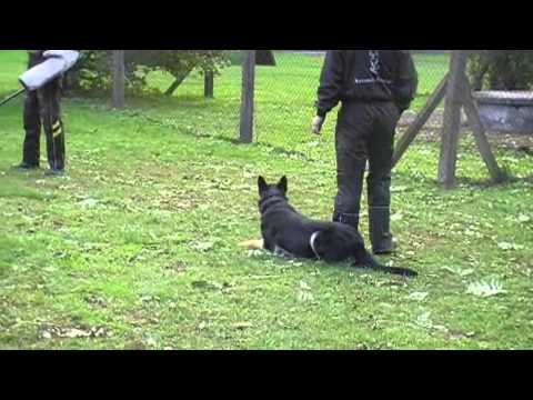 EXTREME OREX AYKMAR - 16 MONTHS - DEFENCE IPO 3 - helper: ALEŠ KIČMER, WWW.AYKMAR.CZ