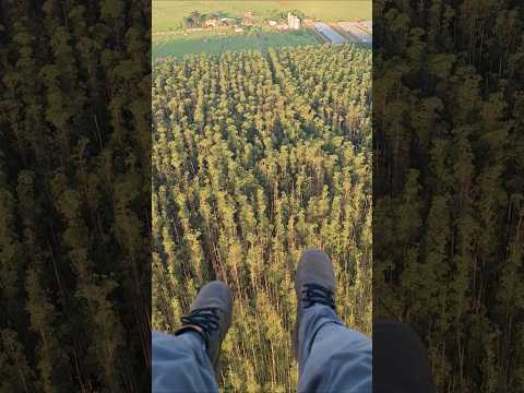 Sobrevoando área rural de Mandaguaçu Pr