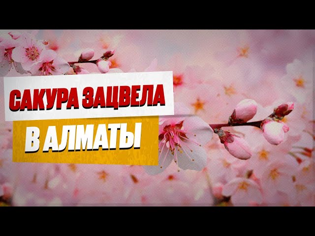 В Алматы зацвела сакура