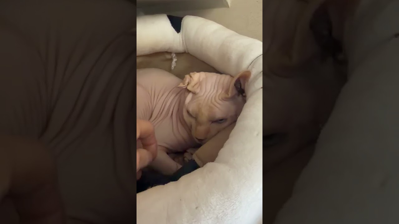 Avorio, an adopted Sphynx / Hairless Cat in Salem, NH video 2/5
