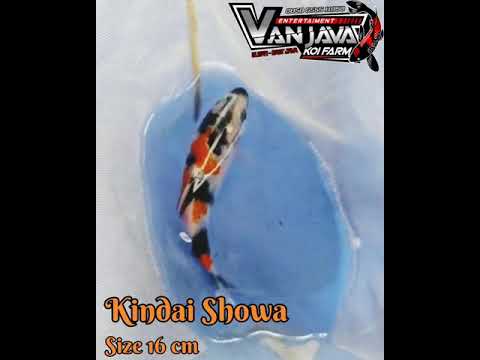 Showa 16 cm ( Show Quality )