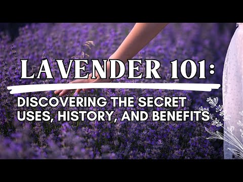Lavender 101: Secret Uses, History + Key Benefits