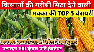 मक्का की TOP 5 वैरायटी// गर्मी में मक्का की खेती कैसे करें//makka ki top variety//makka ki kheti
