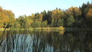 preview picture of video 'Linttog ved Bessingsø i Gribskov 2011'