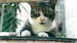 ACIDENTE Rock Band - Miosa slideshow, feat. MIOSO