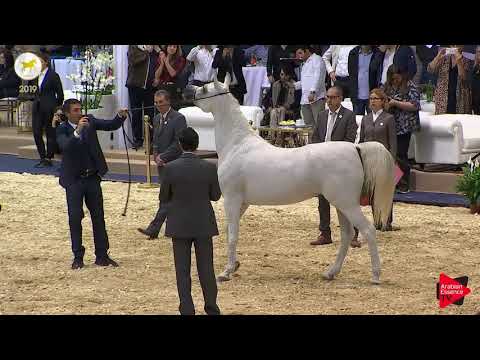 N 16 LAYALY AL WAAB   SEWC 2019   2 Years Old Fillies Class 2