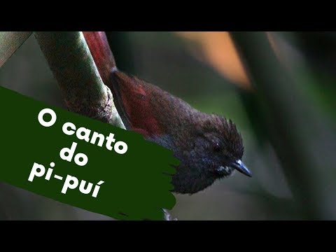 Provavelmente você já ouviu mas não viu - O canto do pi pui