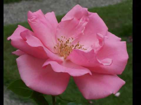 Opwekking 167 Samen in de naam van Jezus