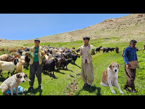 Taking goats to lush pastures to graze and collect herbal medicines by the Tig Dali spring