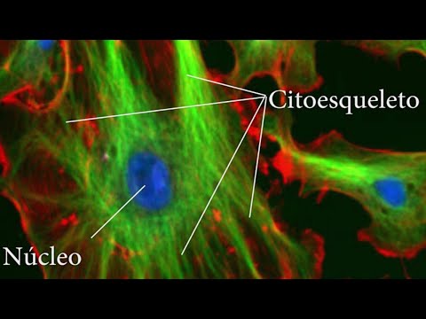 El CITOESQUELETO: funciones, estructura, proteínas, filamentos🔬