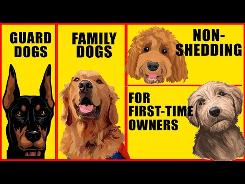 YouTube video about: What accounts for the different breeds of domesticated dogs?