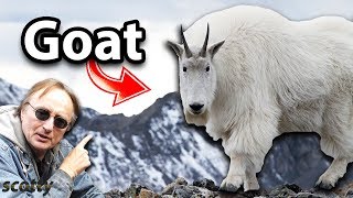 This car is the GOAT | Scotty Kilmer
