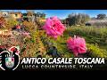 Rose Garden Farm Of Antico Casale Toscano In Lucca Coutrtside Tuscany Italy